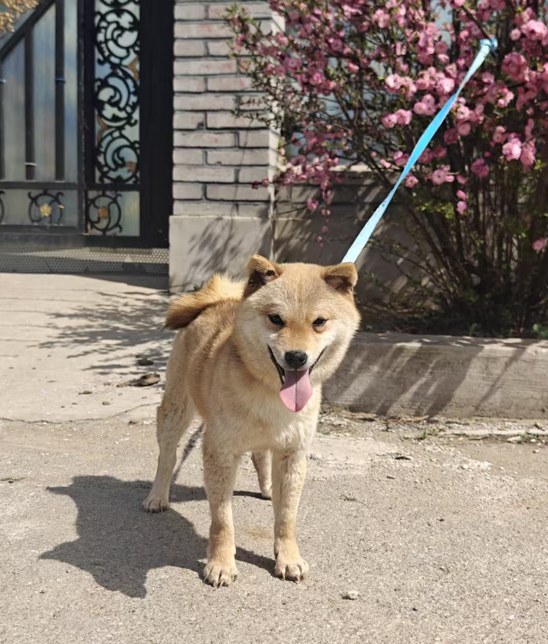 纯种高品质8个月小体柴犬新母